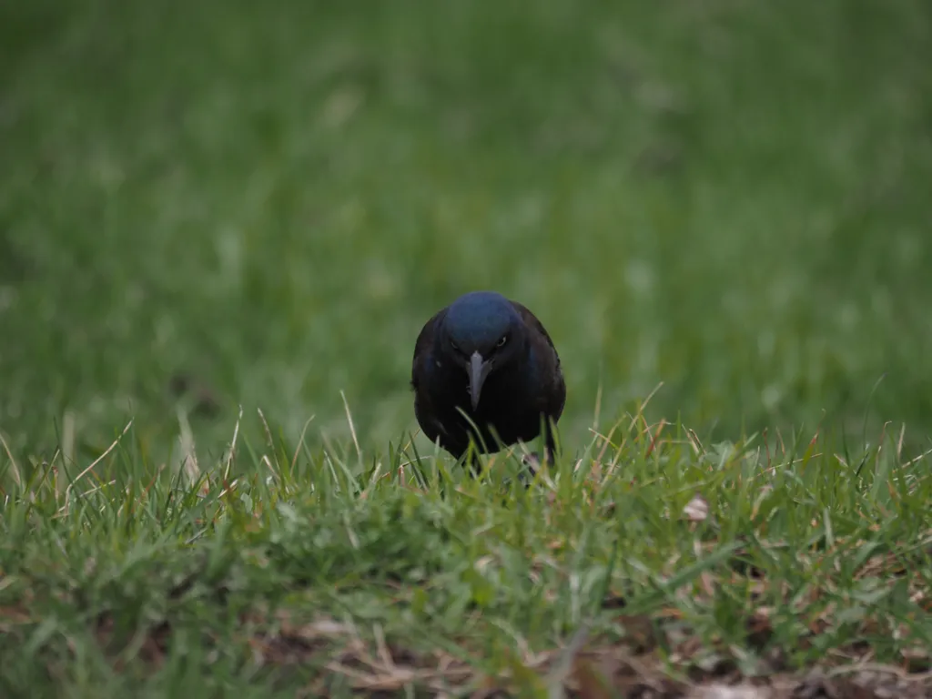 a grackle searching in the grass