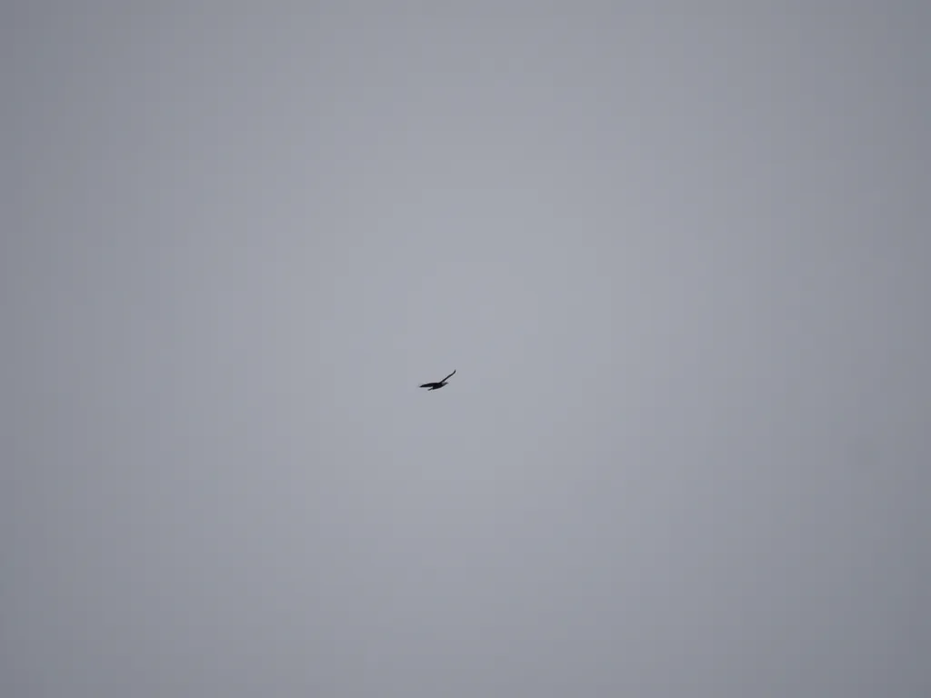 an eagle high in the sky