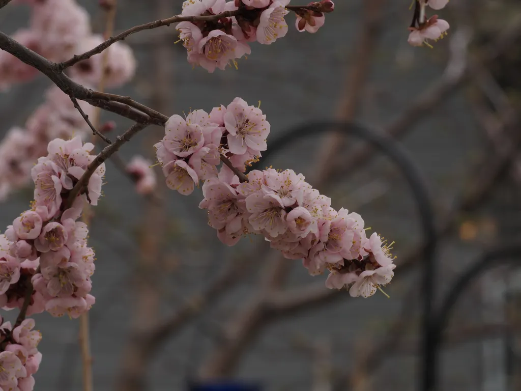 a flowering tree