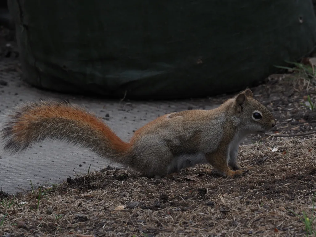 a molting squirrel