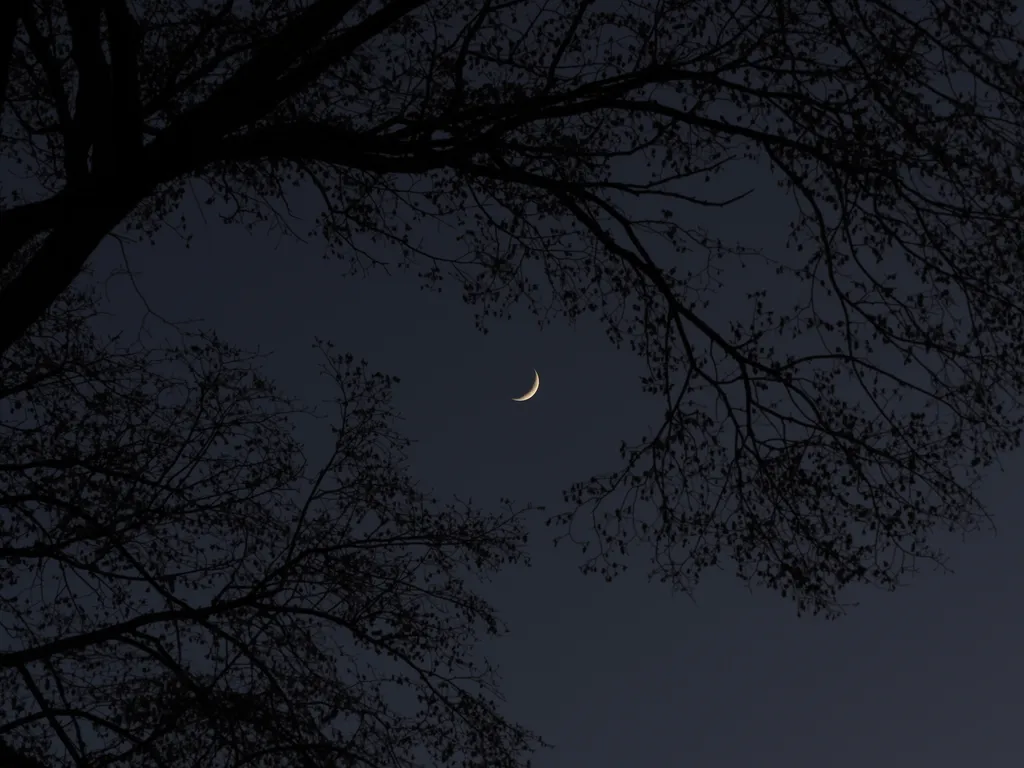 the moon surrounded by branches