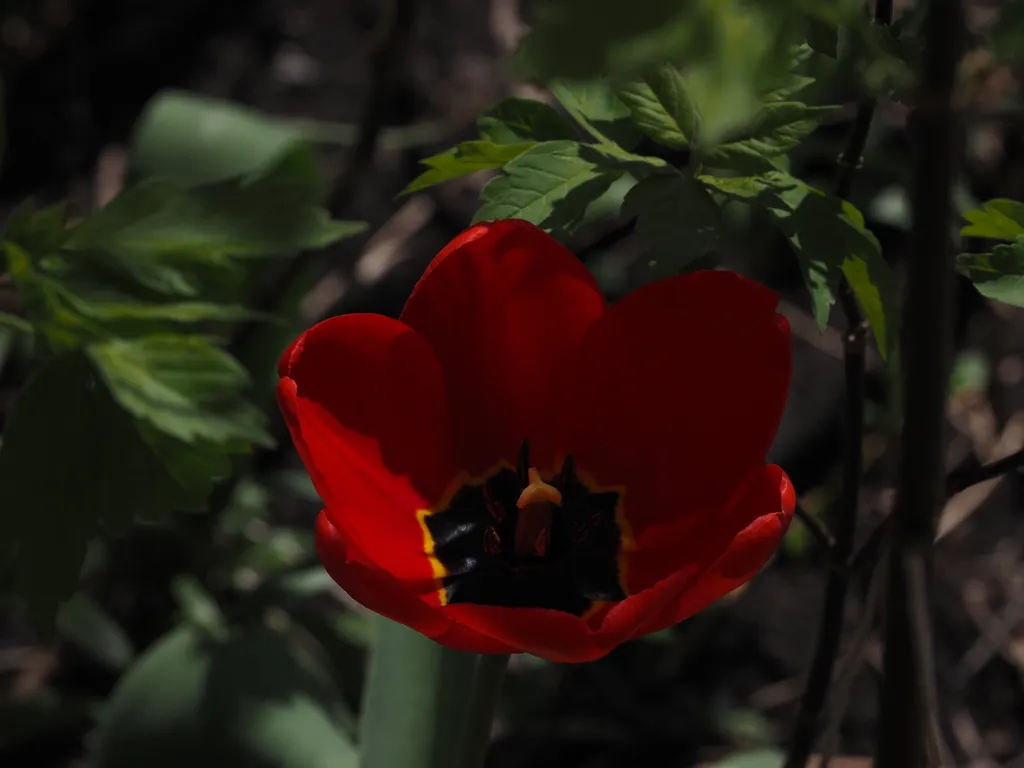 a red tulip