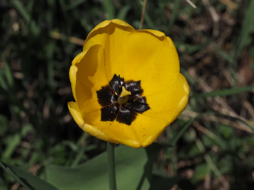 a yellow tulip in bloom