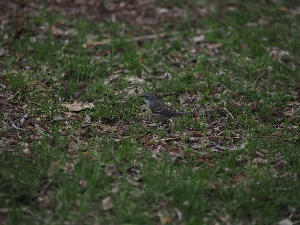 a small bird