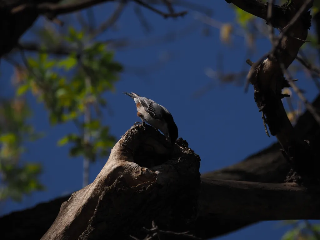 a bird in a tree