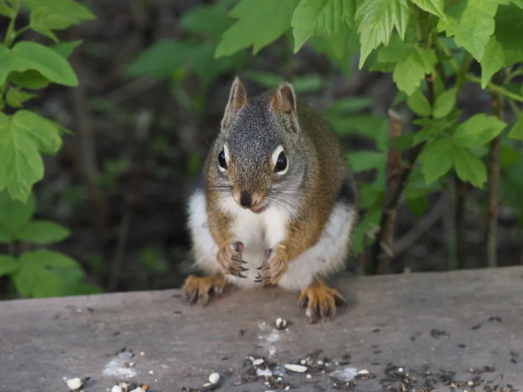 a squirrel