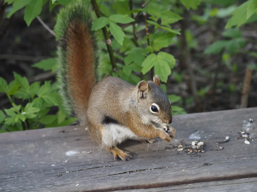 a nearby squirrel