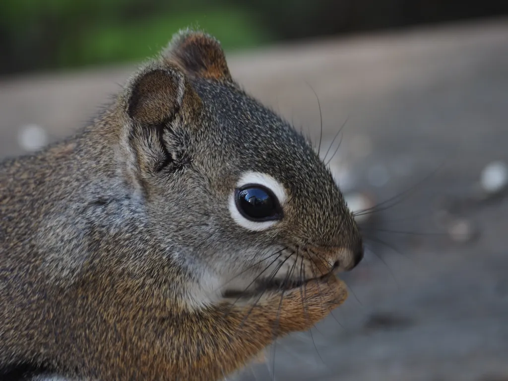 a nearby squirrel