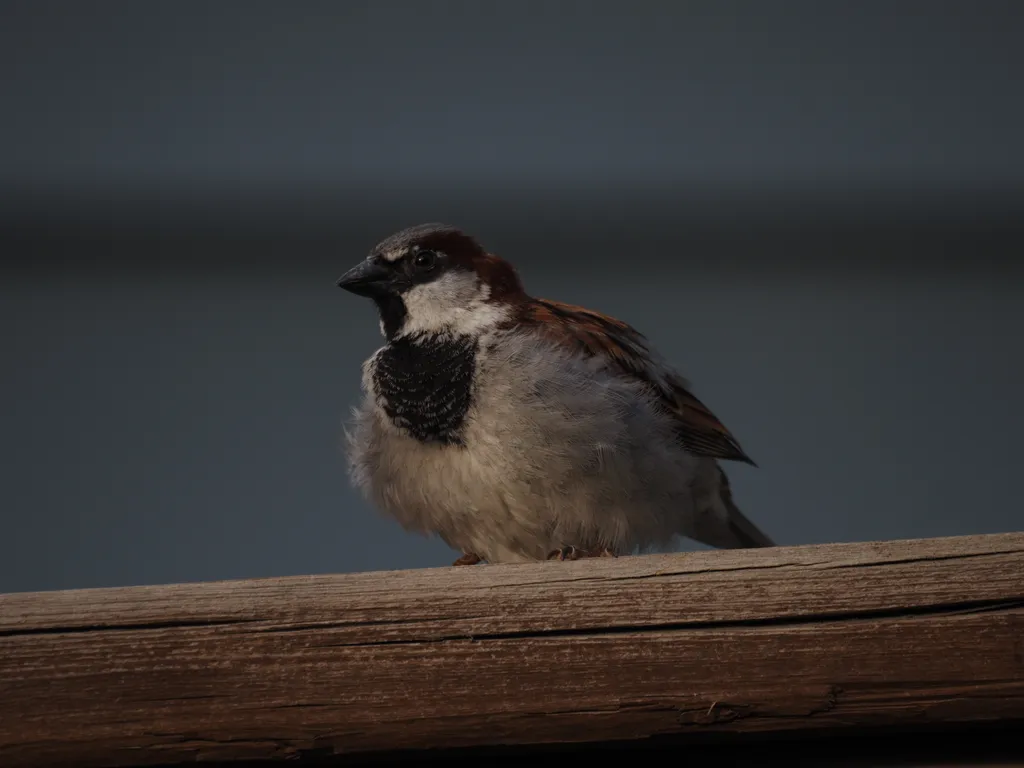 a sparrow on a fence