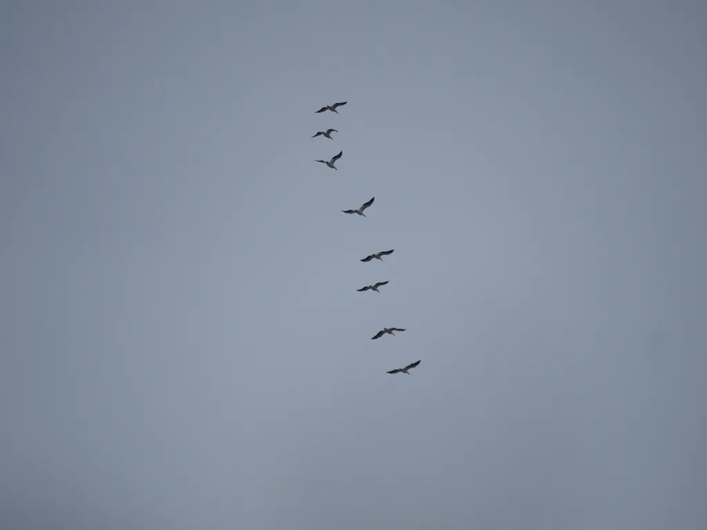 gulls flying in a line