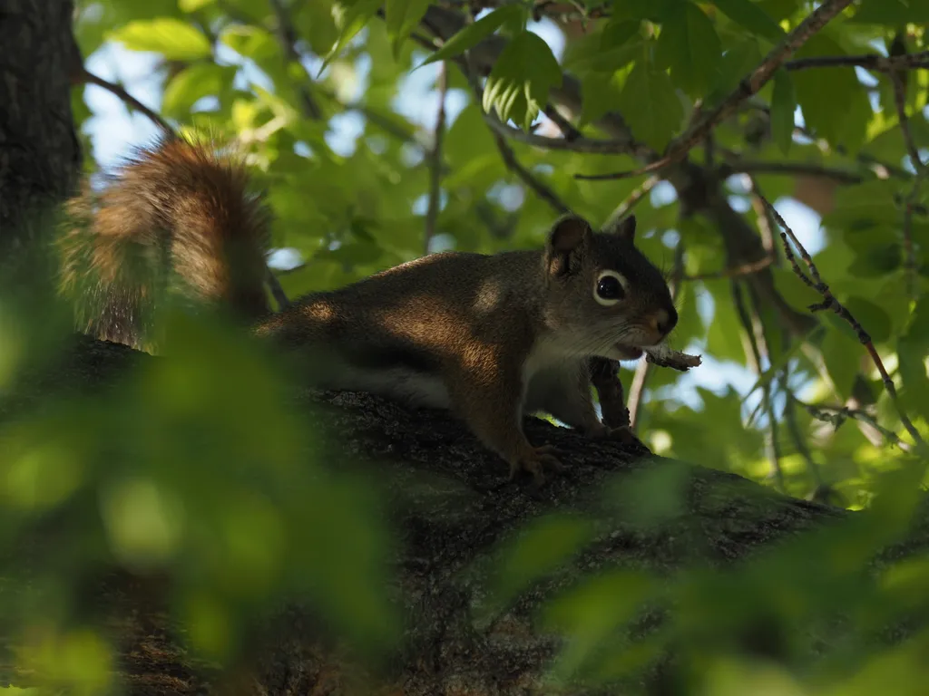 a squirrel in a tree