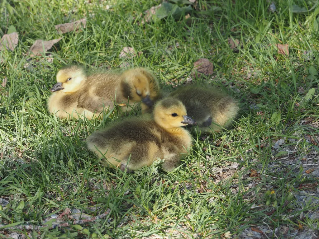 tiny goslings