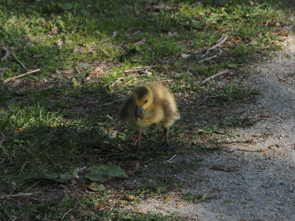 a tiny gosling
