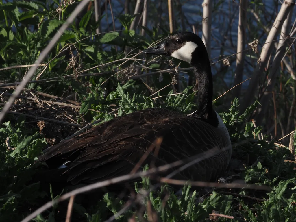a goose sitting along the river
