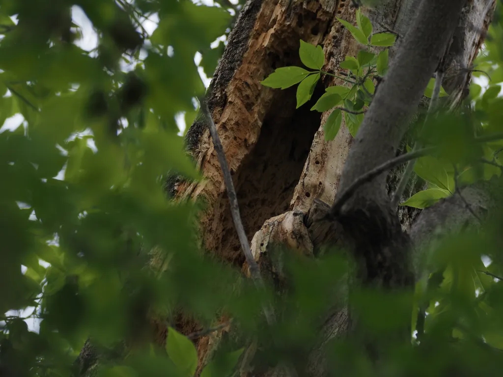a hollowed out tree