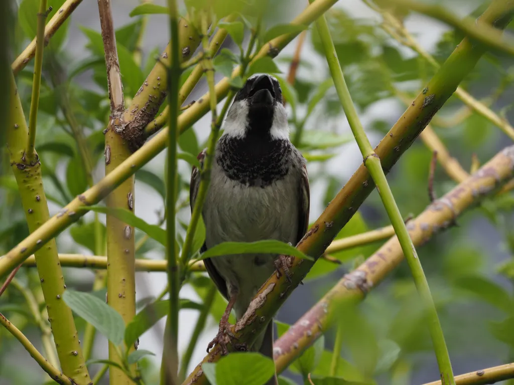 a bird in a tree