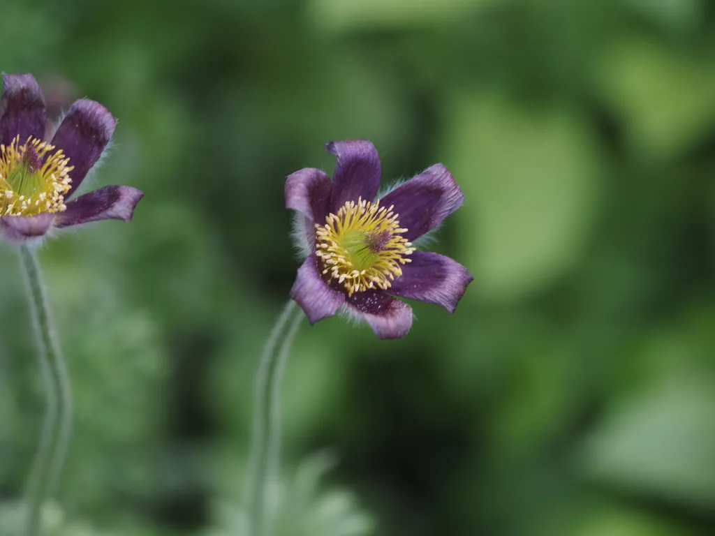 oddly tall pasque flowers