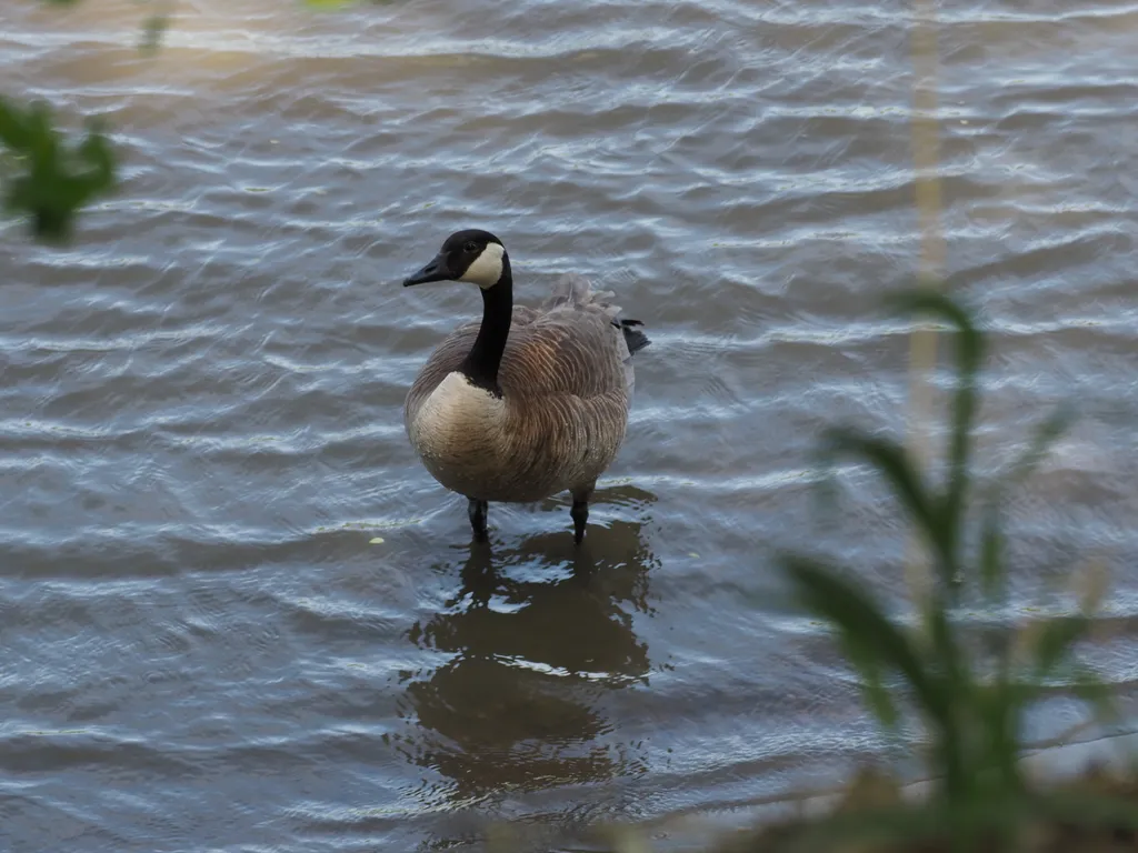 a goose standing in a river