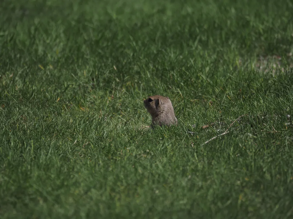 a ground squirrel sticking its head out of its hole