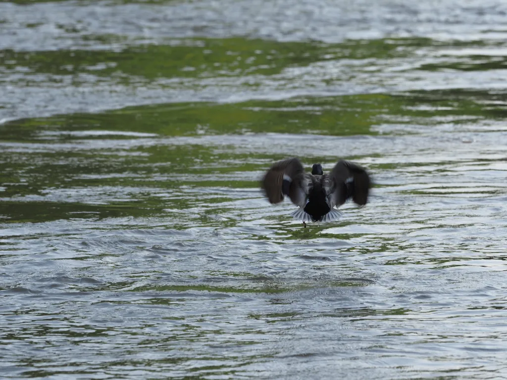 a duck taking off