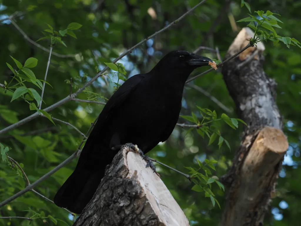 a crow with bread in its mouth