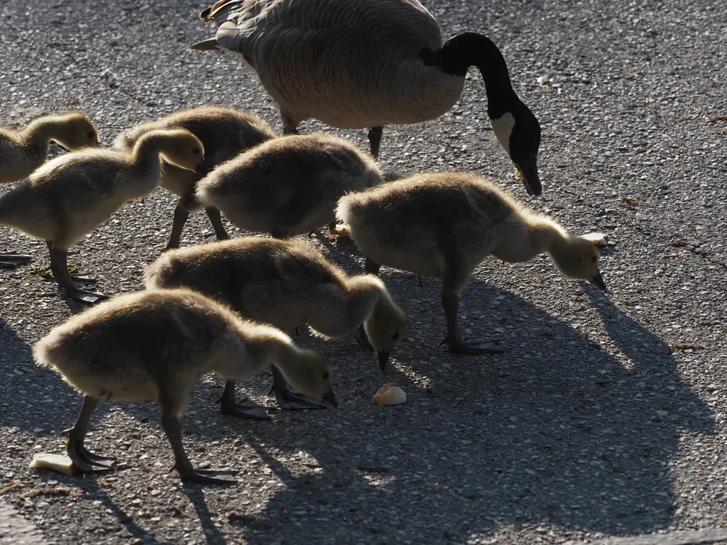 a goose and their goslings
