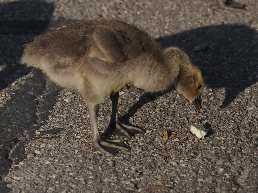 a gosling eating bread