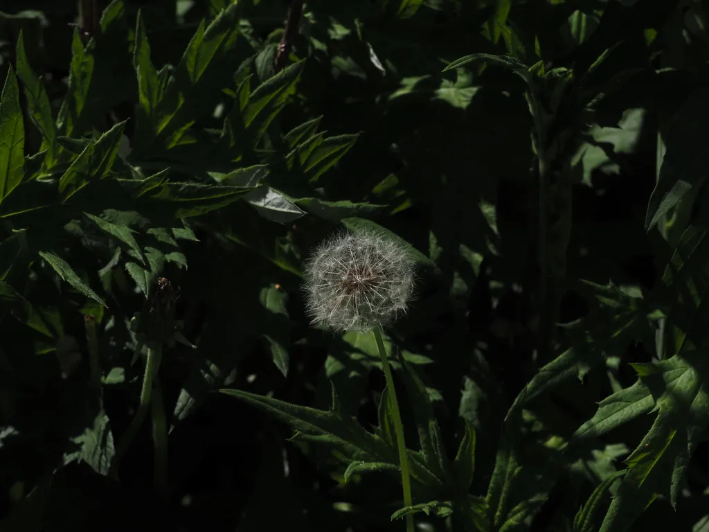a dandelion