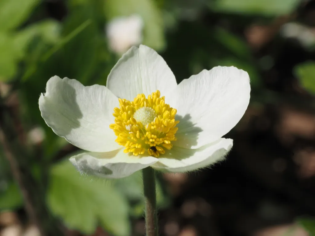 a white flower