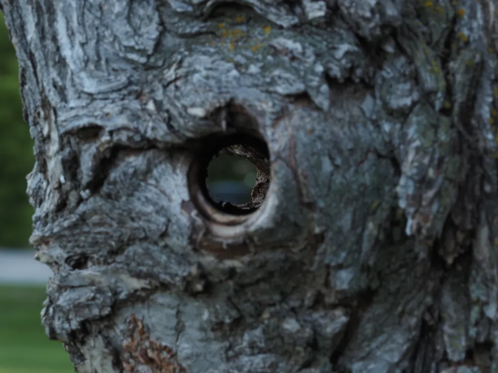 a hole through a tree where a chainlink fence once stood