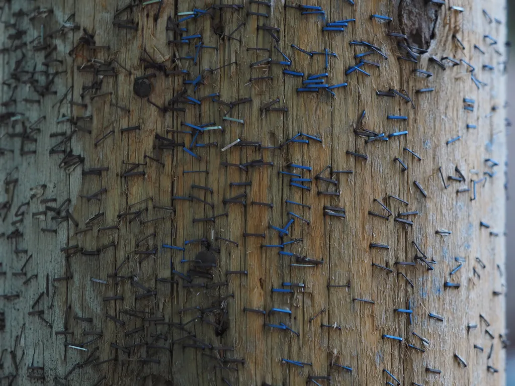 staples on a utility pole from years of posters