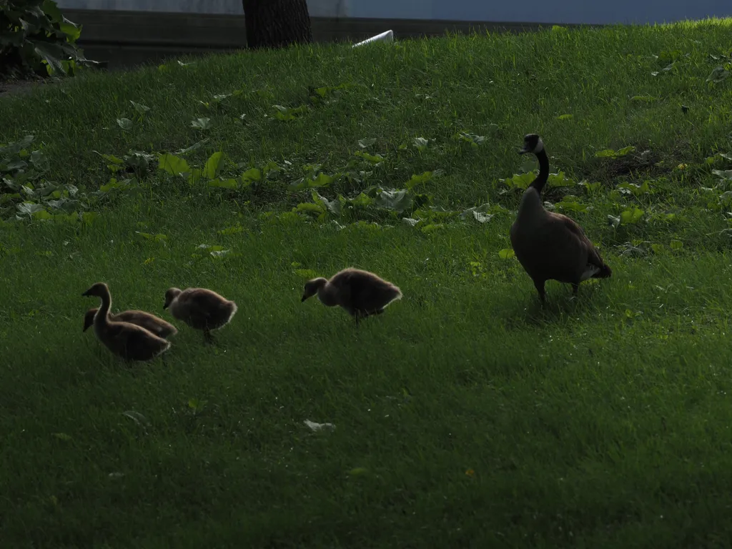 a goose and their gosling