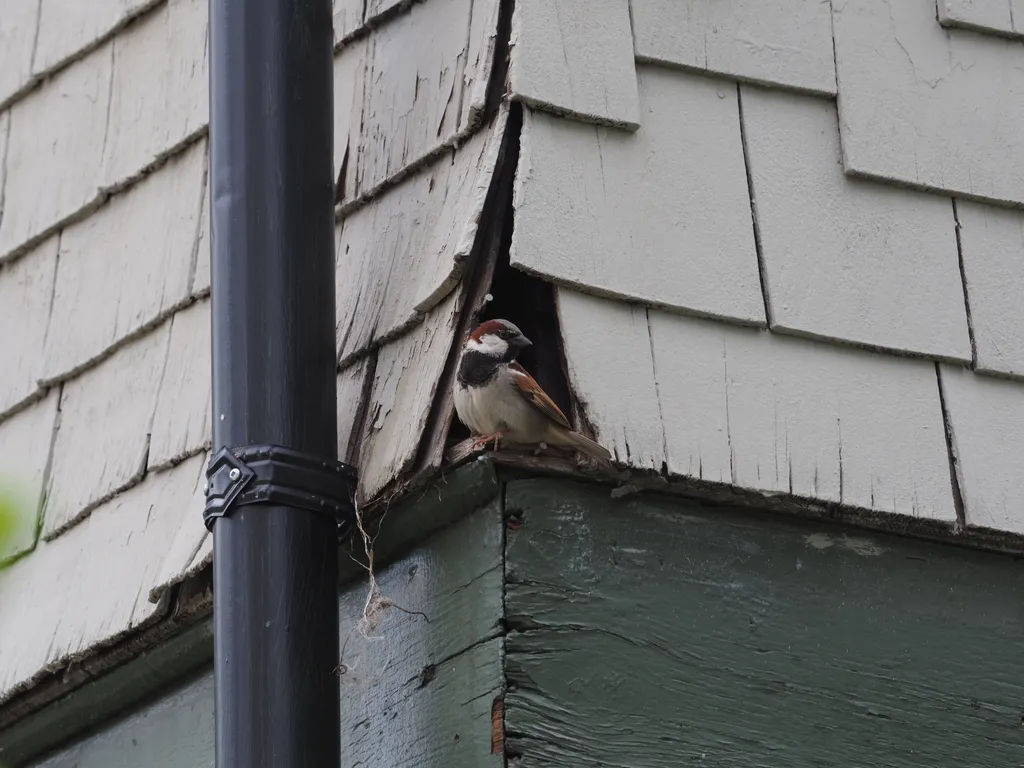 a sparrow in a hole in a roof