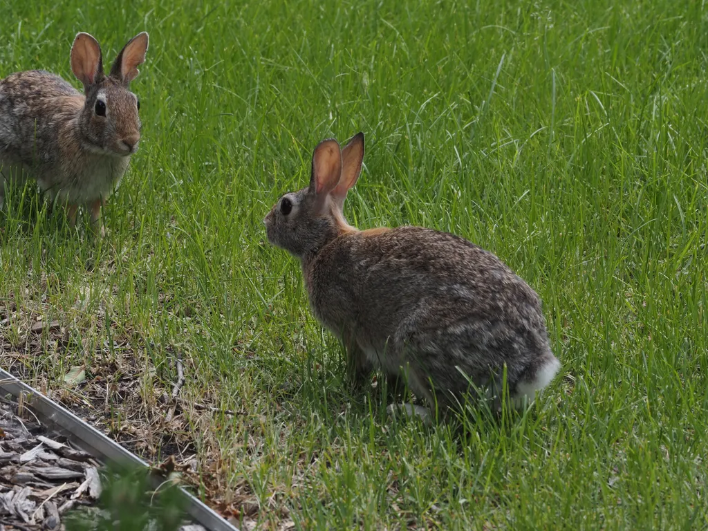 two rabbits confonting each other