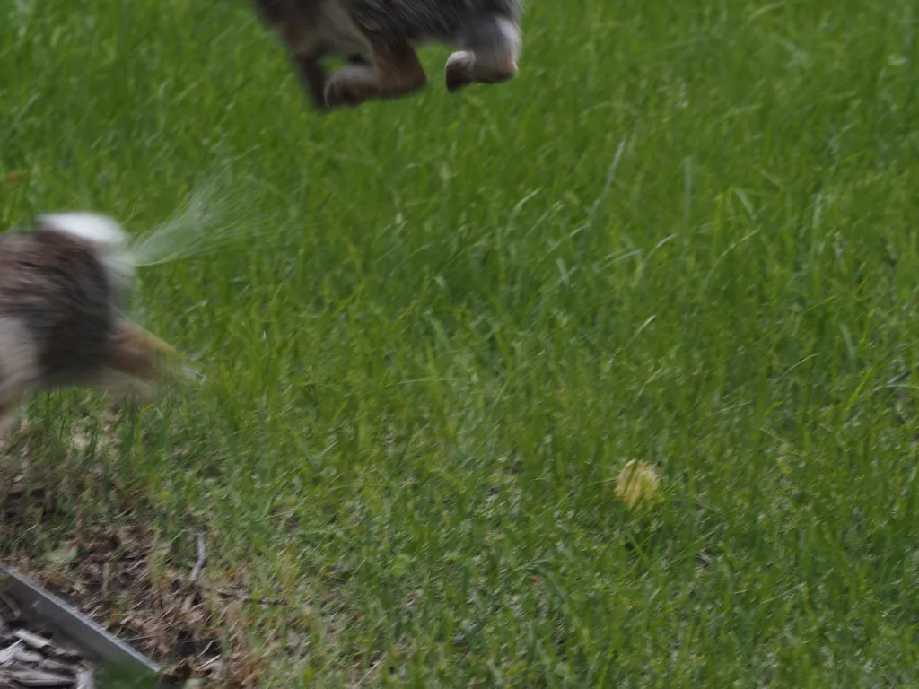 two rabbits confonting each other
