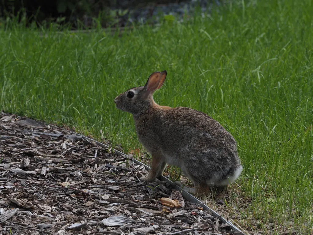 a rabbit