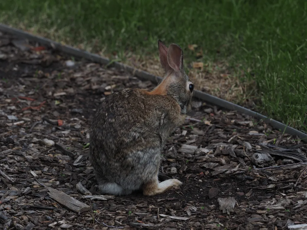 a rabbit on its hind legs