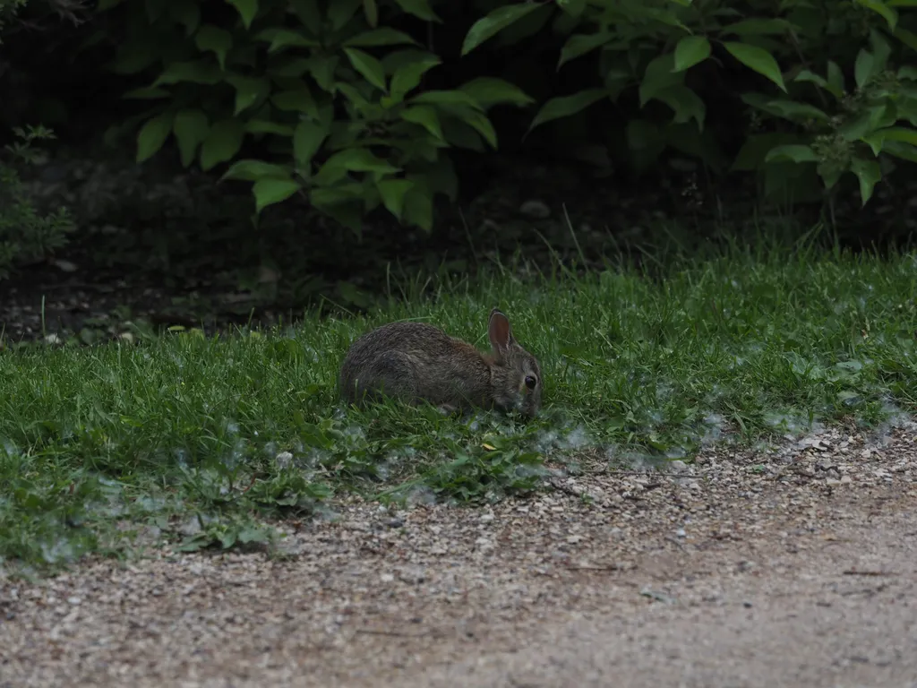 a baby rabbit eating by a path