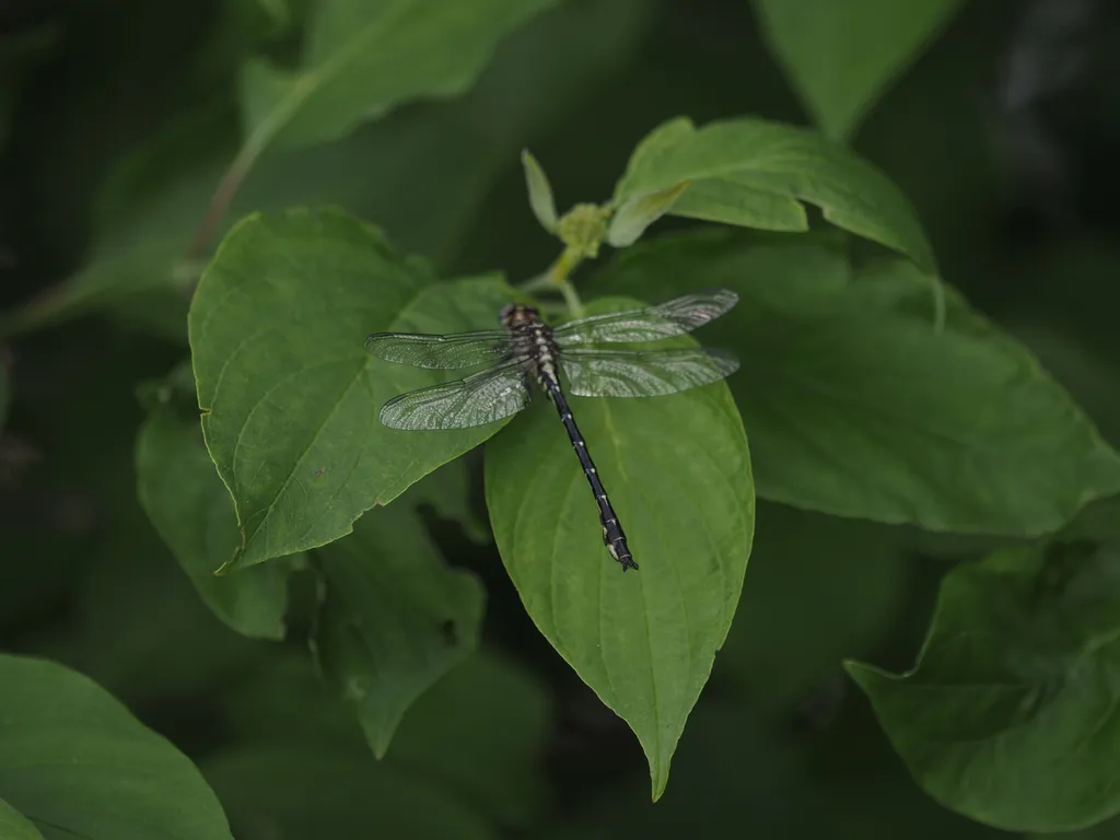 a dragonfly resting on a leaf
