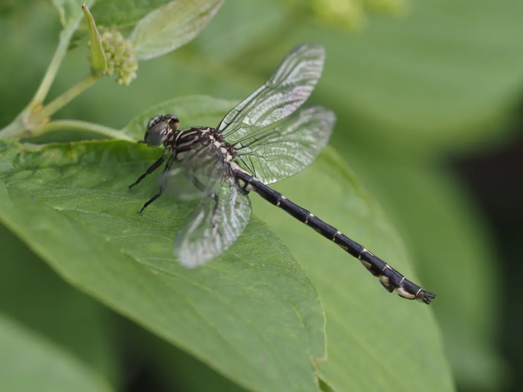 a dragonfly resting on a leaf