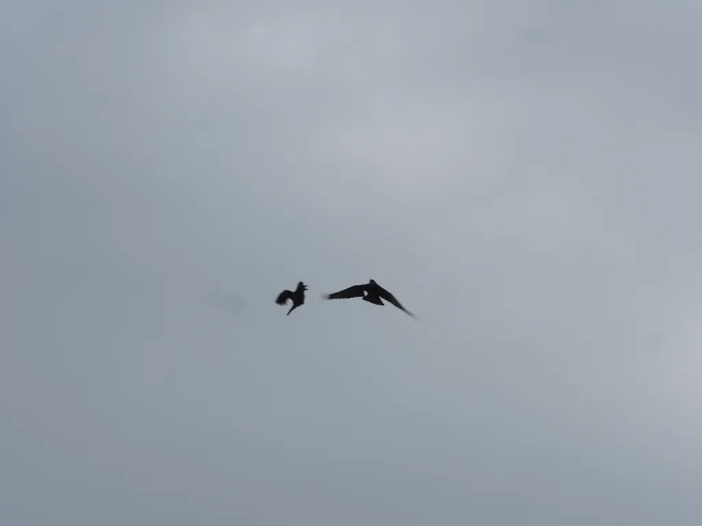 flying crows