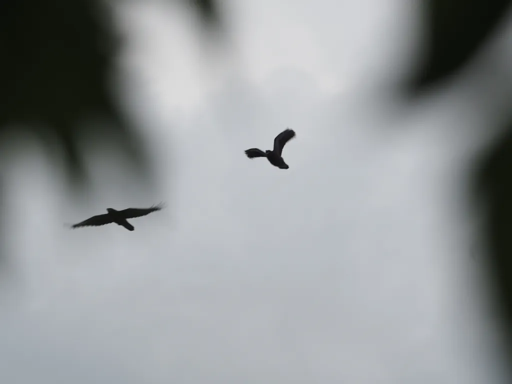flying crows