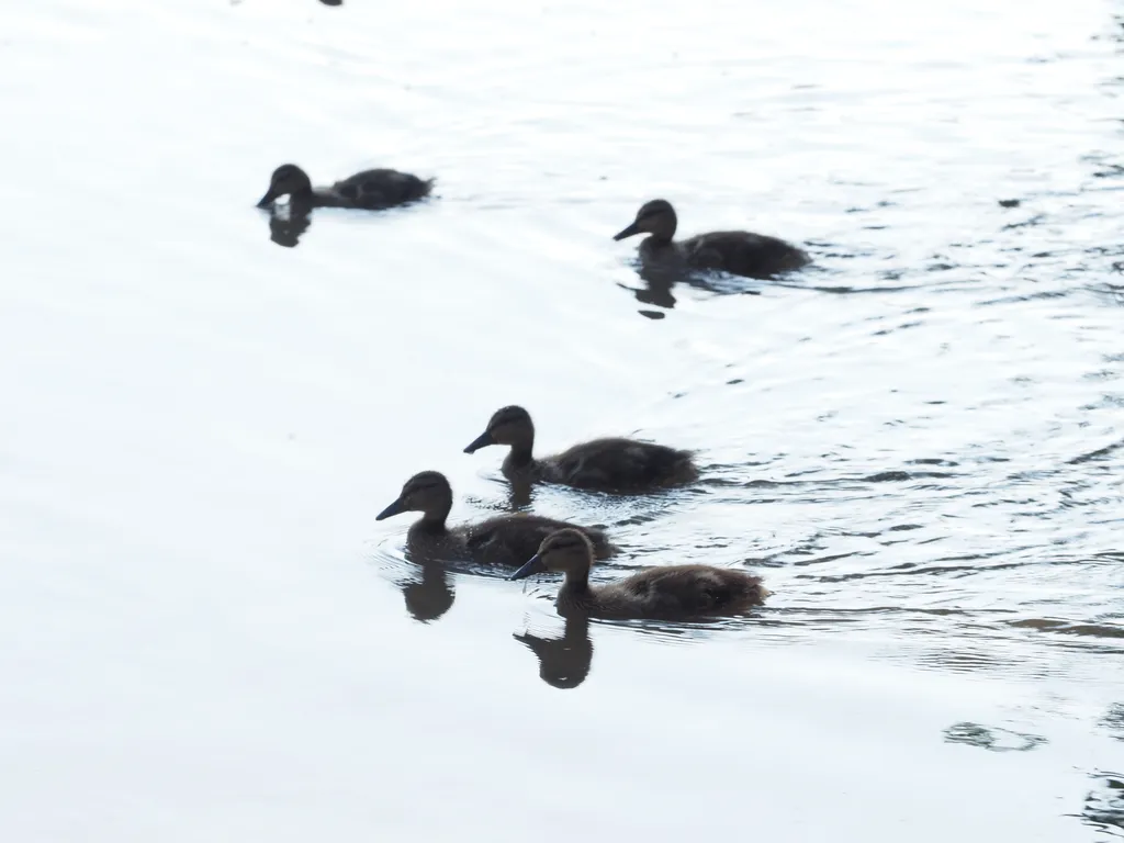 ducklings on a river