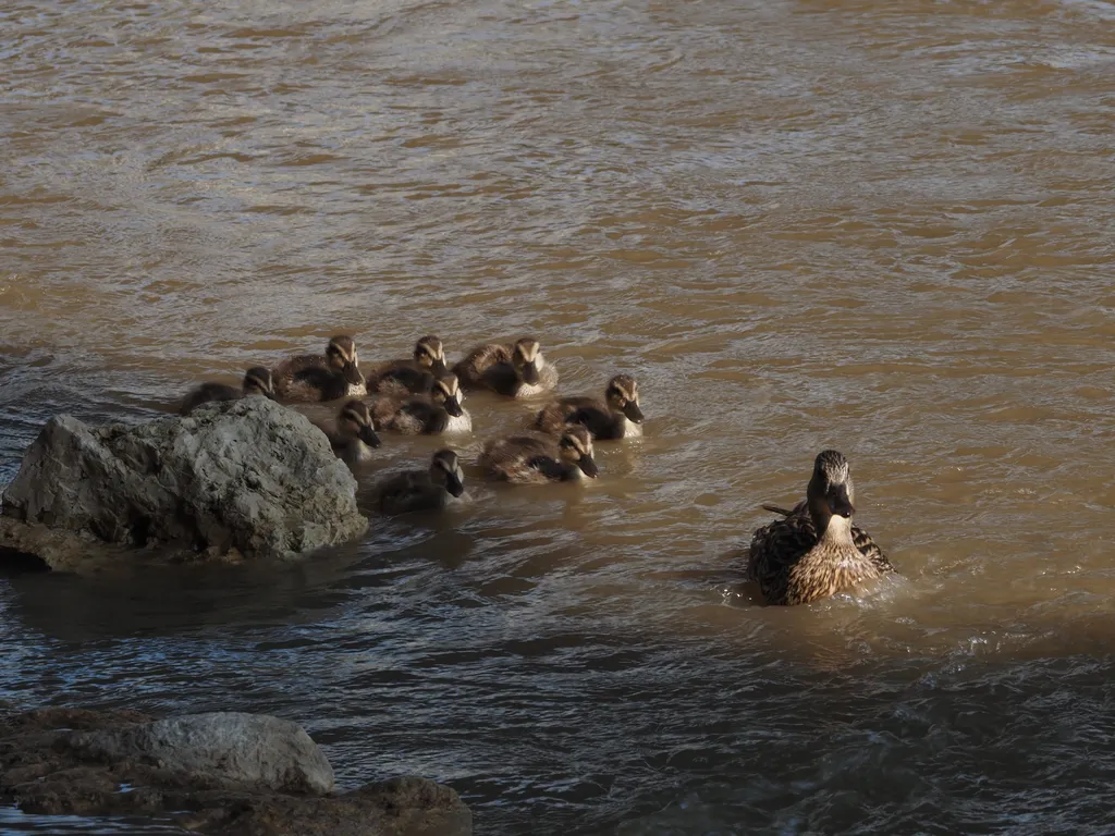 ducklings on a river following their mother