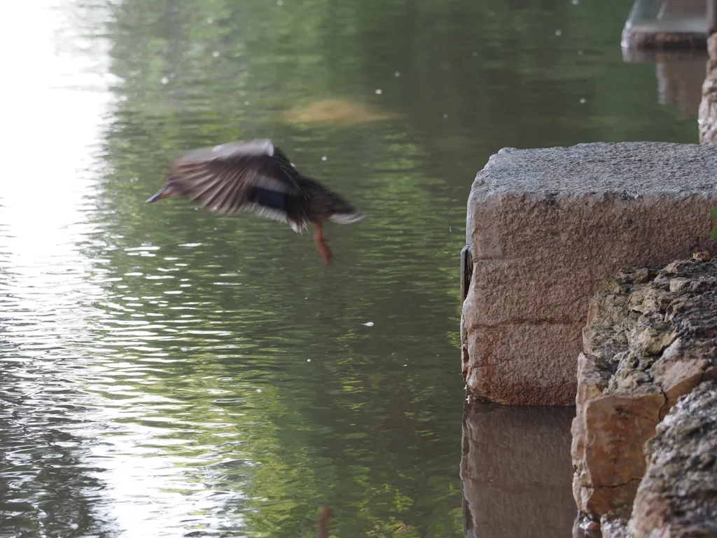 a duck jumping into a flooded river