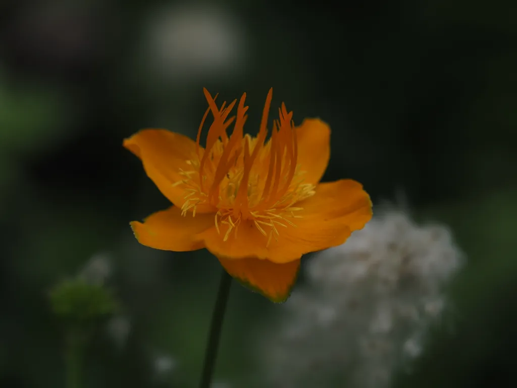 an orange flower