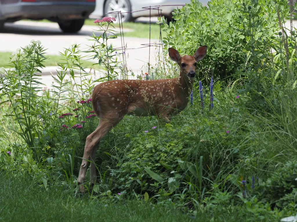 a fawn in a garden