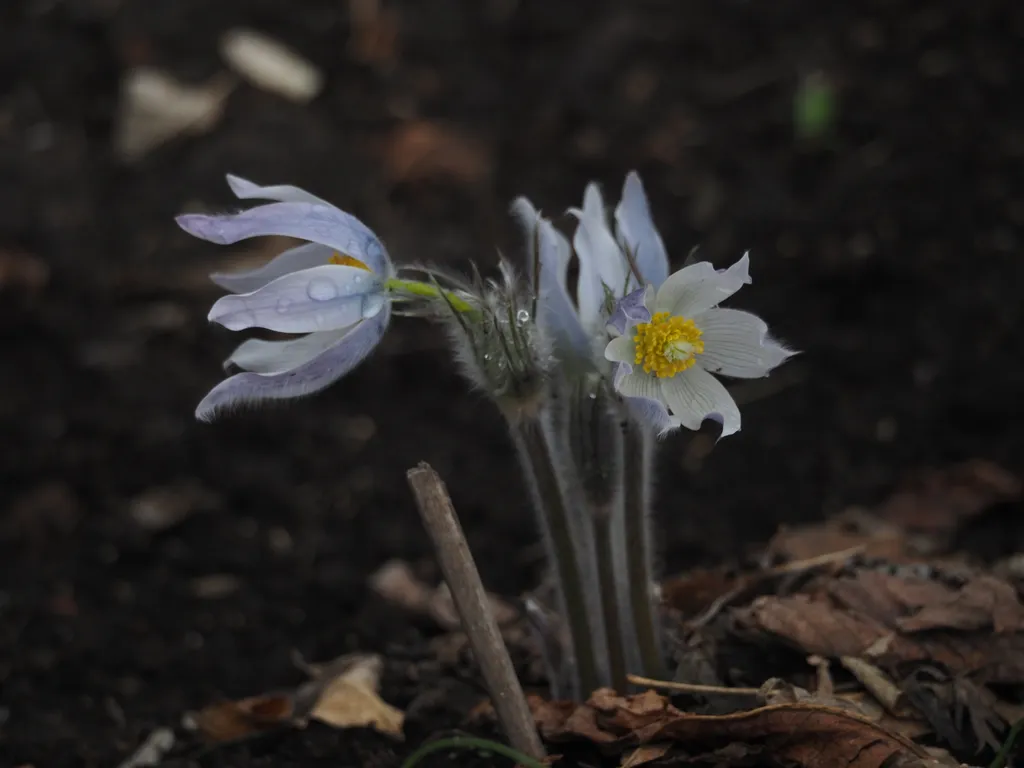 blooming blue/white flowers with fuzzy stalks covered in water droplets from a recent rain
