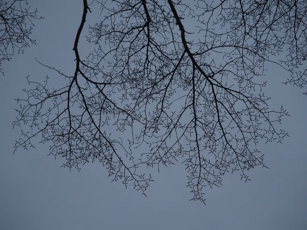bare branches against a featureless sky