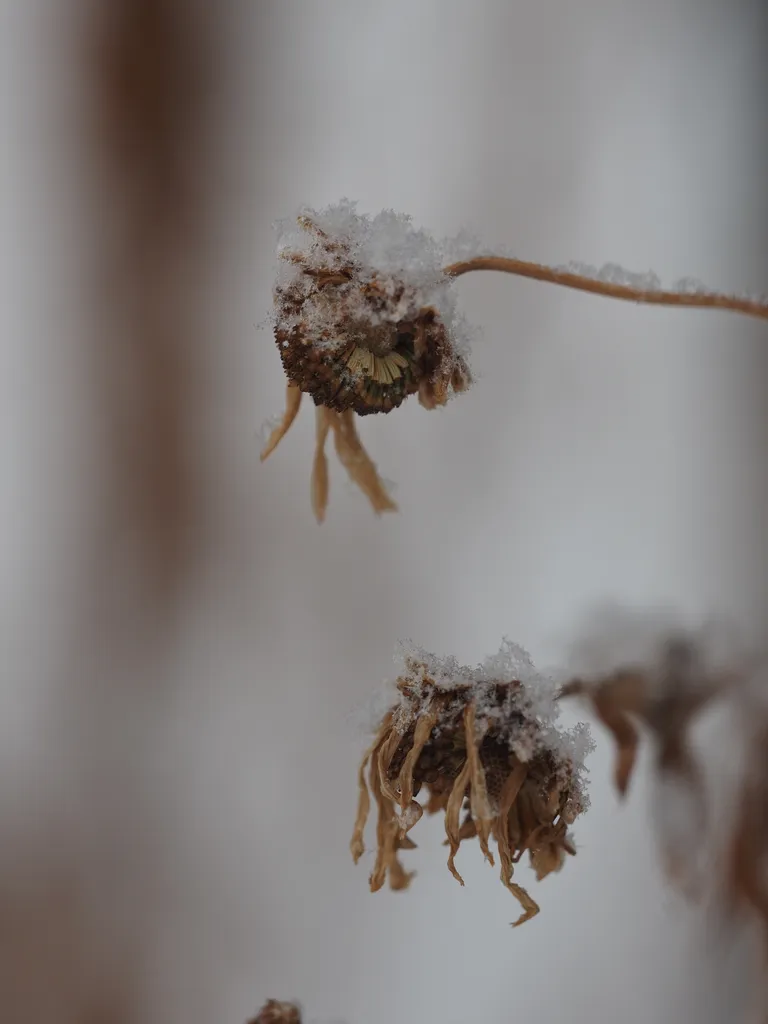 snow on the top of dead flowers